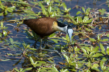 Jacana à poitrine dorée,.Actophilornis africanus, African Jacana