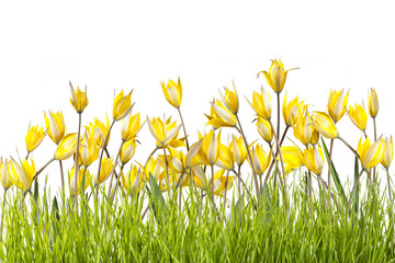 Wild tulip flowers in grass isolated
