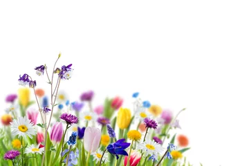 Abwaschbare Fototapete Blumen Wilde Blumen im Gras isoliert