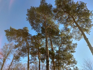 Pines and sky