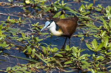 Jacana à poitrine dorée,.Actophilornis africanus, African Jacana
