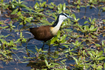 Jacana à poitrine dorée,.Actophilornis africanus, African Jacana