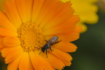 Bee pollinating a flower