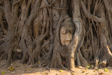 Ayutthaya Buddha Head statue with trapped in Bodhi Tree roots at Wat Maha That (Ayutthaya). Ayutthaya historical park Thailand.