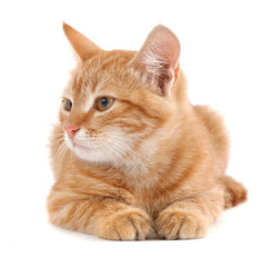 red kitten isolated on white background