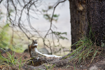 Squirrel stealing toilet paper