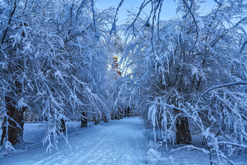 Beautiful colorful fall leaves on a forest floor