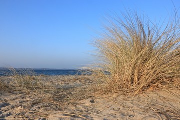 Düne Sand  Strand Ostsee Dünengras