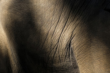 textura piel de efefante con sobras claras y oscuras © joanmc