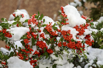 Beautiful colorful fall leaves on a forest floor