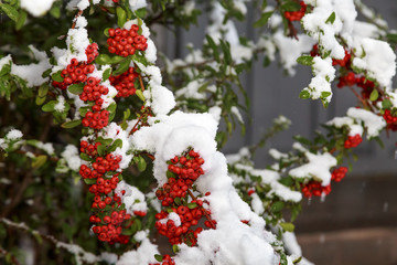 Beautiful colorful fall leaves on a forest floor