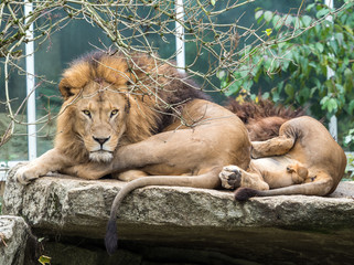 Löwe - Panthera leo