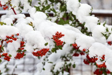 Beautiful colorful fall leaves on a forest floor