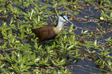 Jacana à poitrine dorée,.Actophilornis africanus, African Jacana