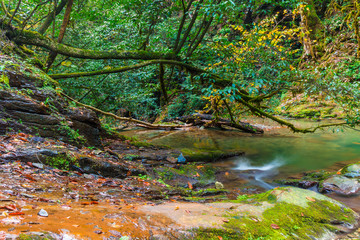 Thicket of the gorge and the mountain river Bezumenka in autumn day, Sochi, Russia
