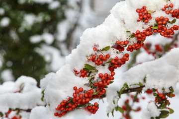 Beautiful colorful fall leaves on a forest floor
