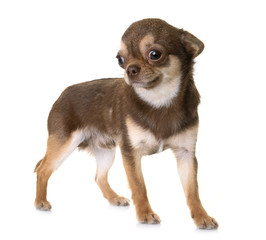 brown chihuahua in studio