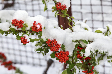 Beautiful colorful fall leaves on a forest floor