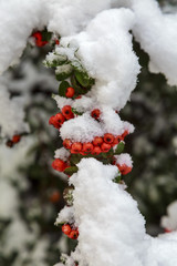 Beautiful colorful fall leaves on a forest floor
