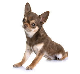 brown chihuahua in studio