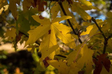 Yellow autumn leaves
