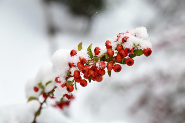 Beautiful colorful fall leaves on a forest floor