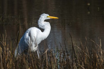 Fluffy Great Egret Along the Marsh!