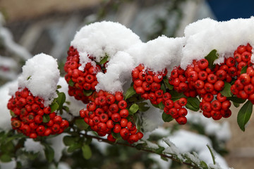 Beautiful colorful fall leaves on a forest floor