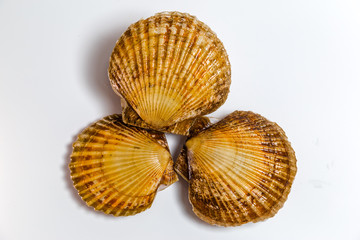 Scallop in shell lies on white background