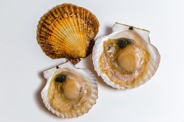 Scallop in shell lies on white background