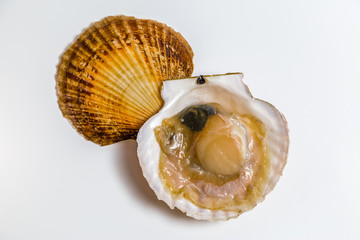 Scallop in shell lies on white background