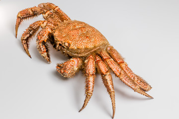 crab bristly hairy lie on white background