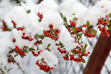 Beautiful colorful fall leaves on a forest floor