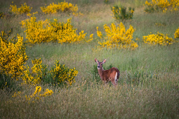 Deer in a field with blooms