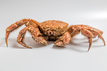 crab bristly hairy lie on white background