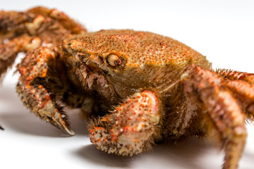 crab bristly hairy lie on white background