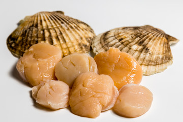 Scallop in shell lies on white background