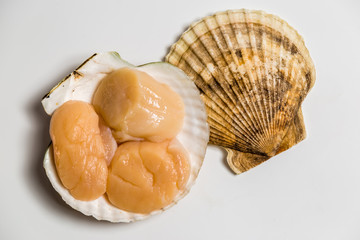 Scallop in shell lies on white background