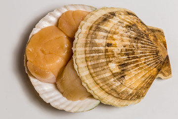 Scallop in shell lies on white background