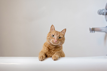 Cat in bathtub