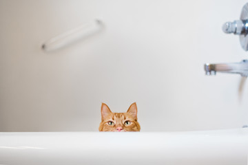 Cat peering out of the bathtub