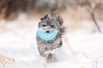 Pyrenean Shepherd with frisbee in winter
