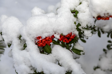 Beautiful colorful fall leaves on a forest floor