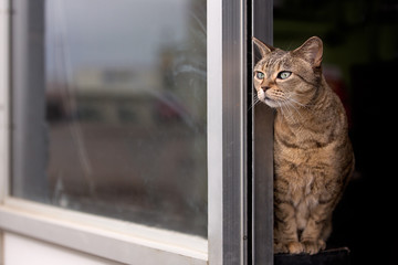 Cat looking outside through an open door