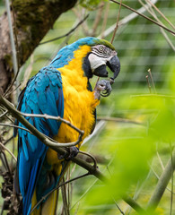 Gelbbrustara - Ara ararauna