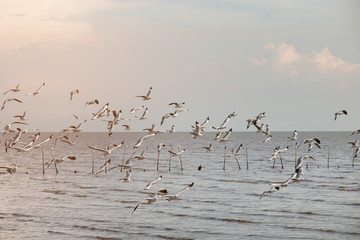 Many seagull flying among on the sea in evening time