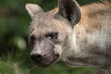 close-up of spotted hyena.