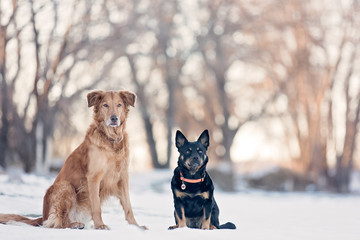 Two dogs in front of trees in the winter