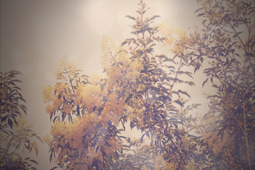 Retro White Flower in blue sky or Fraxinus griffithii tree