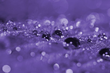 Morning dew (ultra violet)